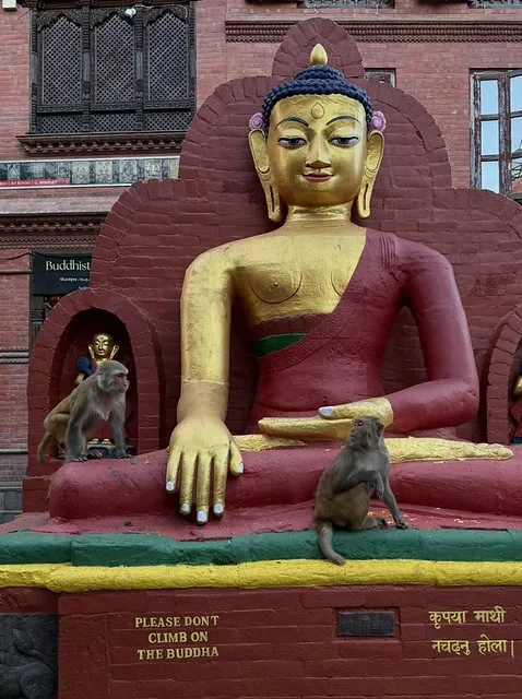 A monkey climbing on a Buddha statue beside a “Please do not climb” sign