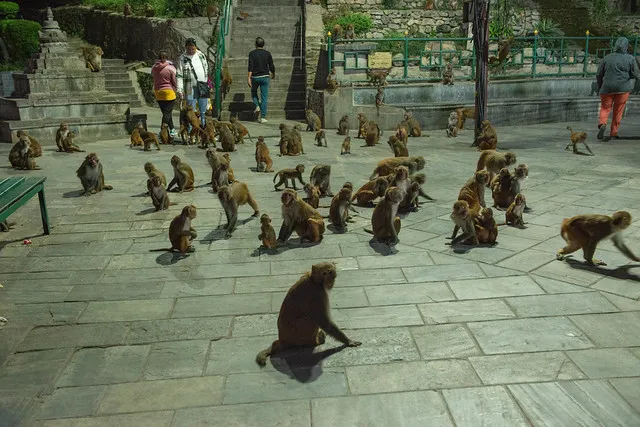 A troop of monkeys in a Kathmandu temple courtyard