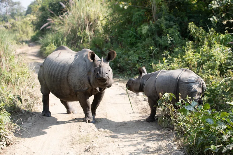 A mother rhino and her calf on a forest trail