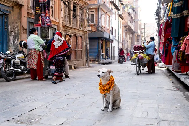 A garlanded dog on a Kathmandu street, surrounded by passersby