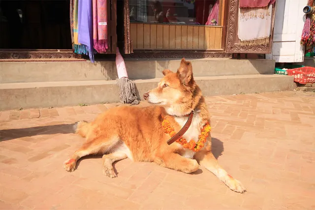 A dog wearing a flower garland during Kukur Tihar